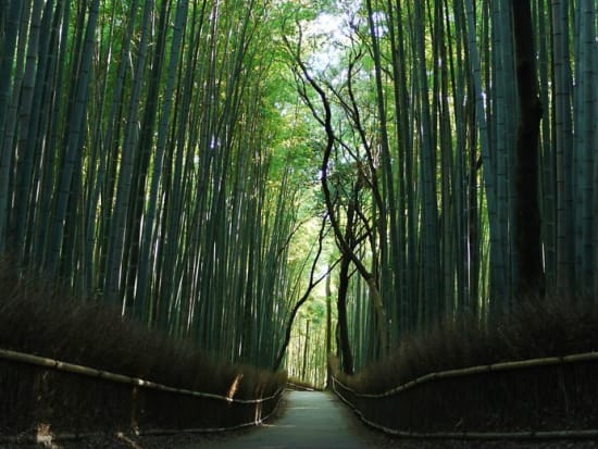 Classic Rickshaw Ride in Arashiyama, Kyoto tours & activities, fun ...