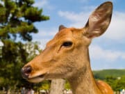 Shika deer in Nara Park