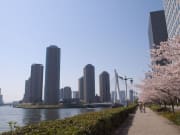 Scenic Tokyo with cherry blossoms in spring