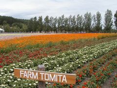 Flowery fields at Farm Tomita