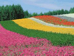 Stripes of bright flowers at Farm Tomita