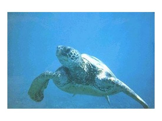 マウイ島　カヤック＆シュノーケリングツアー　水上と水中両方からマウイの海を満喫 ＜英語ガイド＞