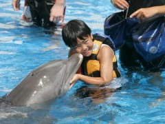 シーライフパーク ハワイ イルカや海の動物と遊ぶ人気プログラムが充実 ハワイ オアフ島 ホノルル の観光 オプショナルツアー専門 Veltra ベルトラ