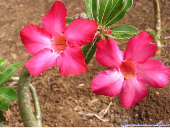 ハワイ島 ジップライン体験8本　ワールド・ボタニカル・ガーデンの中を滑走 ＜英語インストラクター＞