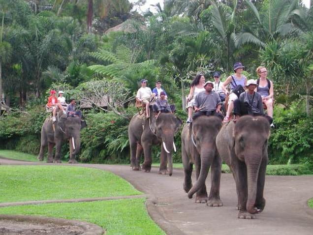 象乗り (象乗り／動物) | バリ島の観光・オプショナルツアー専門 ...