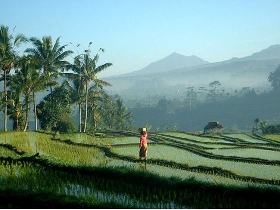 【貸切】バリ文化と自然を満喫！ウブド観光＋世界遺産ティルタエンプル寺院＋キンタマーニ高原＋バリ舞踊鑑賞ツアー＜1日／日本語ガイド＞