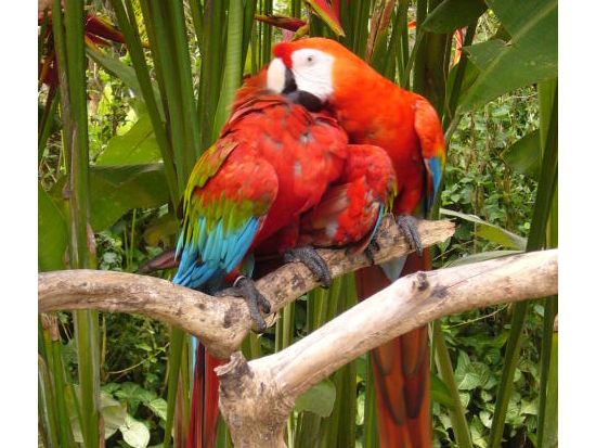 【貸切】世界中の鳥と出会おう！バリ・バードパーク＋世界遺産タマン・アユン寺院＋タナロット寺院の夕日観賞＜午後／日本語ガイド＞