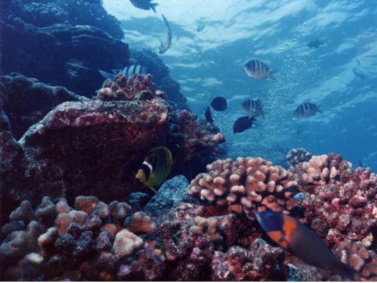 ファンダイビング 沈船（YO257レック）など有名ポイント厳選！リフレッシュコースあり＜ボート／2ダイブ＞by Grand Blue