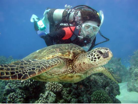 ファンダイビング 沈船（YO257レック）など有名ポイント厳選！リフレッシュコースあり＜ボート／2ダイブ＞by Grand Blue