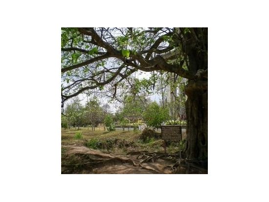 キリング・フィールド＆ロシアン・マーケット半日チャーターツアー ＜貸切／日本語ガイド／プノンペン発＞