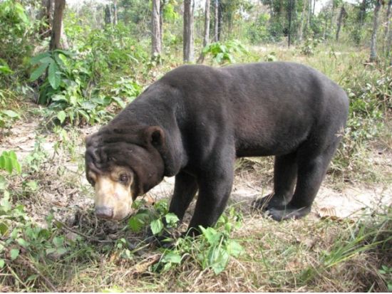 タマウ＆チソー山　1日チャーターツアー ＜貸切／日本語ガイド／プノンペン発＞