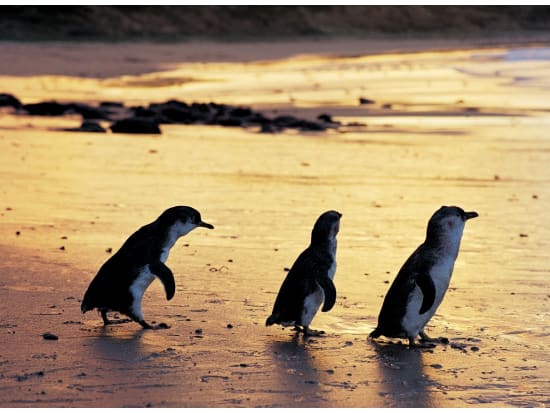 フィリップ島ペンギンパレード&ワイルドライフパーク観光ツアー　インスタ映え「ブライトンビーチ」立ち寄り＜英語ガイド＊日本語音声ガイドあり＞