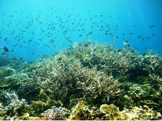 ミルキーウェイ1日ツアー　パラオの自然を満喫！3カ所でのシュノーケリング体験＜昼食付／送迎付き＞by IMPAC TOURS