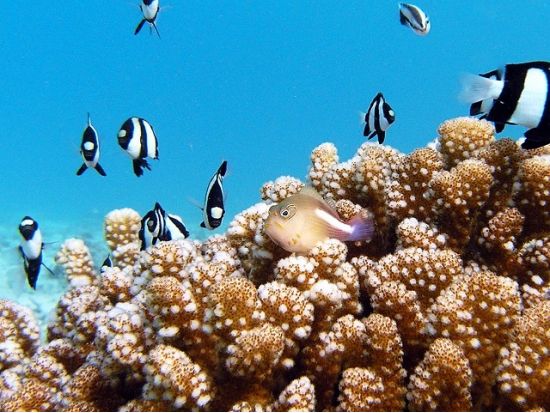 ファンダイビング ダイビング専用船で快適！ブランクダイバー向けプランあり！＜ボート／2ダイブ＞by ジェントリーブルー