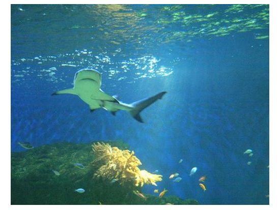 ストックホルム　ユールゴーデン島クルーズ ＜4～12月／日本語オーディオガイド＞