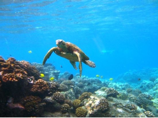 ハワイ島 ケアラケクア湾　シュノーリングツアー ＜軽食付き／英語ガイド＞