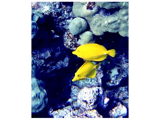 コハラコースト シュノーケル＆カヤックツアー ＜英語ガイド／軽食付＞by Adventures in Paradise