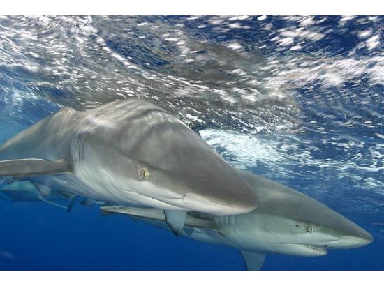 ノースショア・シャーク・アドベンチャー　迫力満点！至近距離で野生のサメを見学 ＜送迎可＞