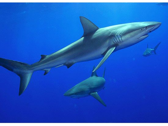 ノースショア・シャーク・アドベンチャー　迫力満点！至近距離で野生のサメを見学 ＜送迎可＞