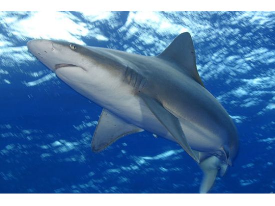 ノースショア・シャーク・アドベンチャー　迫力満点！至近距離で野生のサメを見学 ＜送迎可＞