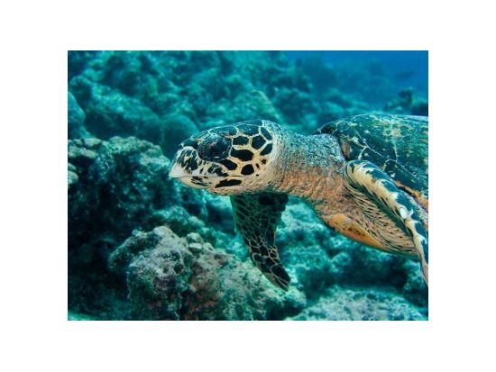 ハワイ島　シュノーケルクルーズ　SUP体験もできる充実ツアー！貸し切りプランあり＜午前／朝食・昼食付き＞ by フラカイ号