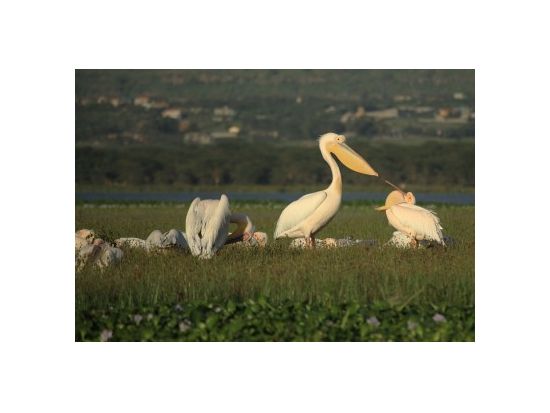 ナイバシャ湖観光＜混載または貸切／英語ガイド／昼食付／ナイロビ発＞