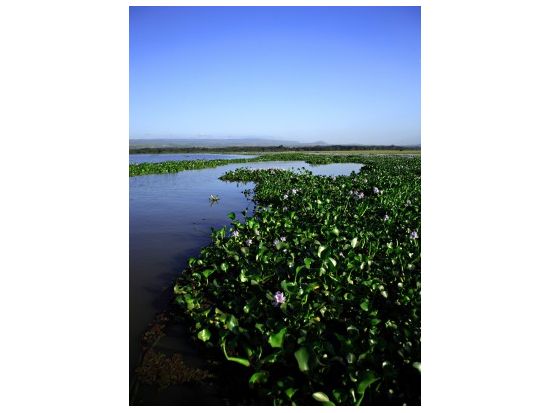 ナイバシャ湖観光＜混載または貸切／英語ガイド／昼食付／ナイロビ発＞