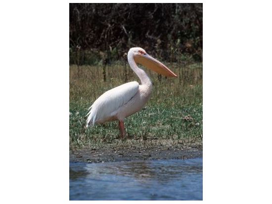 ナイバシャ湖観光＜混載または貸切／英語ガイド／昼食付／ナイロビ発＞