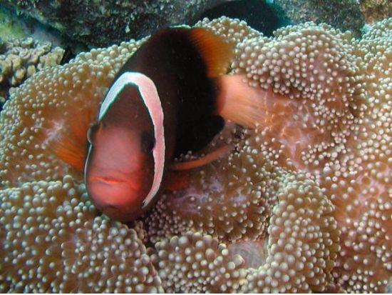 体験ダイビング ビーチダイブ後にボートで本格ダイブ！＜ビーチ＆ボート／2ダイブ＞ by レッツダイブグアム