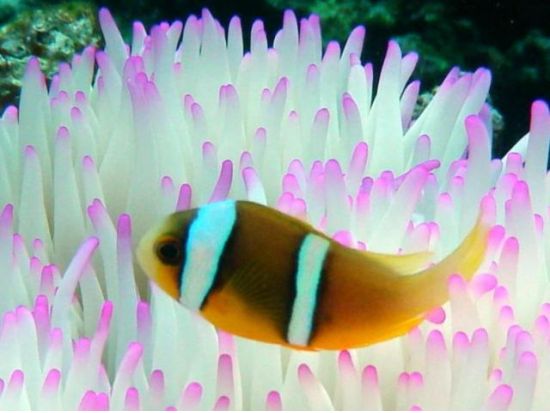 PADI オープンウォーター ダイビングライセンス取得コース 学科はオンライン学習！＜Eラーニング＋2日＞ byレッツダイブグアム