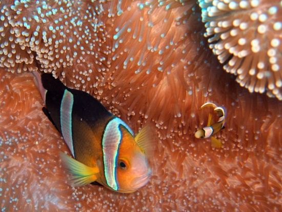 PADI オープンウォーター ダイビングライセンス取得コース 学科はオンライン学習！＜Eラーニング＋2日＞ byレッツダイブグアム