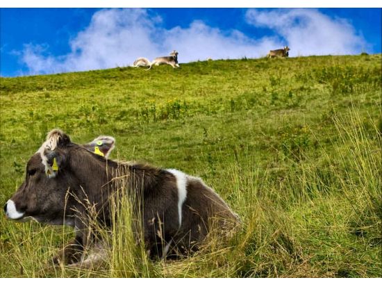 スイスアルプスの女王 リギ山＆ルツェルン市内　日帰り観光ツアー ＜チューリッヒ発／英語ガイド＞
