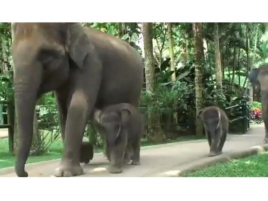 エレファント サファリパーク スパ「Elephant Safari Park Spa」窓の外に象がいる貴重なスパ体験＜昼食ビュッフェ付／往復送迎付／ウブド地区＞