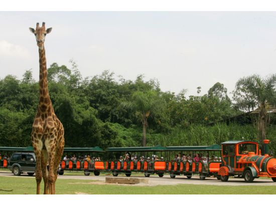 アジア最大級の動物テーマパーク！ 広州香江野生動物園＜広州発＞