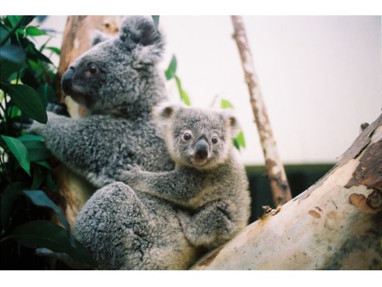 アジア最大級の動物テーマパーク！ 広州香江野生動物園＜広州発＞