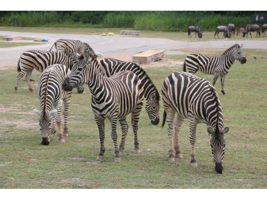 アジア最大級の動物テーマパーク！ 広州香江野生動物園＜広州発＞