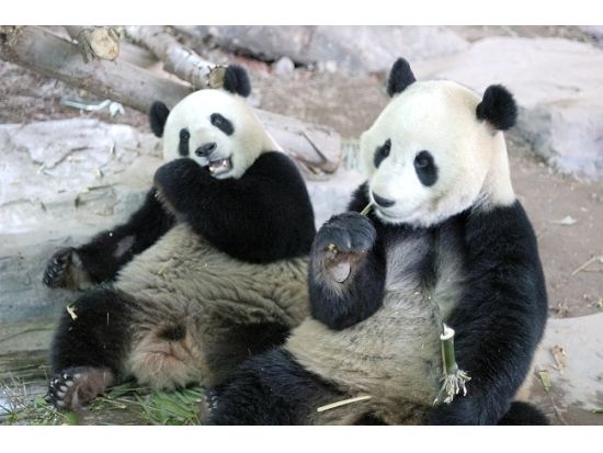 アジア最大級の動物テーマパーク！ 広州香江野生動物園＜広州発＞