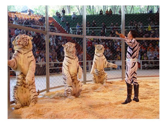 アジア最大級の動物テーマパーク！ 広州香江野生動物園＜広州発＞