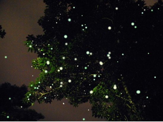 水上マーケット(アンパワー)＋感動のホタル観賞ナイトクルージング＜金、土、日／午後／日本語ガイド＞