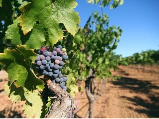 ナパバレー ワイナリーツアー　ワイナリー2軒＆ナパ・プレミアム・アウトレット立ち寄り ＜試飲付き（1軒）／日本語ガイド＞