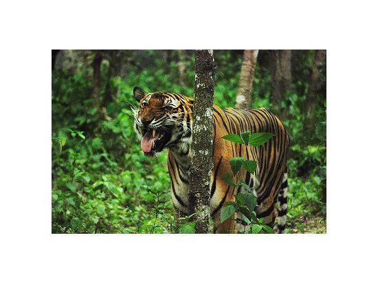 タマウ自然動物園　カンボジア版サファリパーク満喫ツアー ＜日本語ガイド／半日／プノンペン発＞