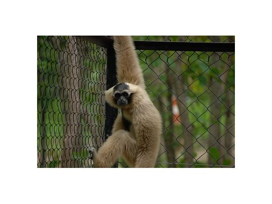 タマウ自然動物園　カンボジア版サファリパーク満喫ツアー ＜日本語ガイド／半日／プノンペン発＞