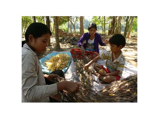 IKTT　クメール伝統織物研究所と伝統の森訪問 ＜シェムリアップ発＞