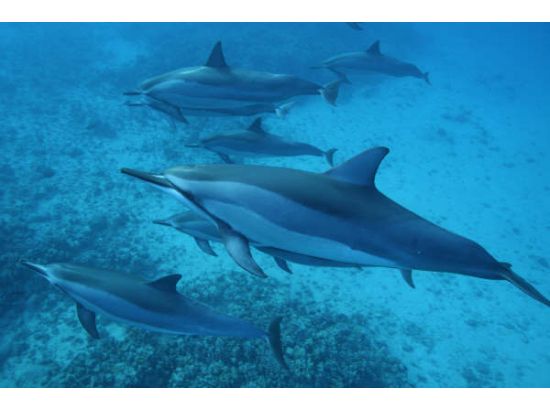 ハワイ島　オーシャンラフティング＆シュノーケルリングツアー ＜英語ガイド／食事付き＞