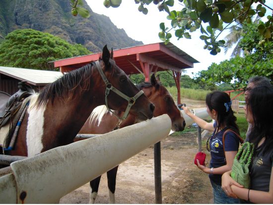 バン貸切チャーター　ローカルスポットもおまかせ！人気ガイドがご案内するオアフ島オーダーメイド・ツアー＜1～12名／6～12時間／日本語ガイド＞