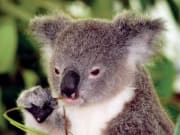 WILD LIFE Sydney koala