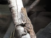 wildlife sydney iguana perched on tree branch