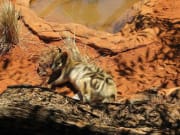 native australian animal lazing on ground