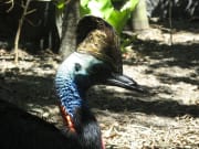 Wild Life Sydney cassowary