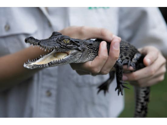 【入場チケット＋往復フェリーチケット】タロンガ動物園（Taronga Zoo Sydney）☆世界三大美港シドニー湾の絶景をフェリーから堪能！